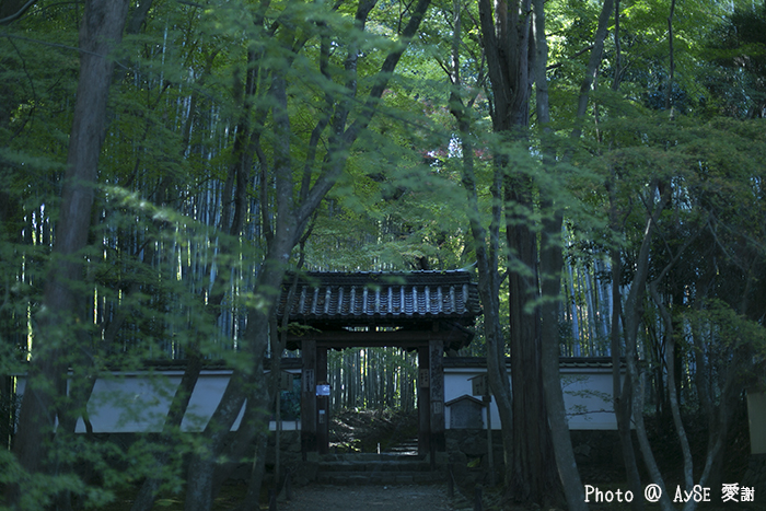 竹の寺 地蔵院