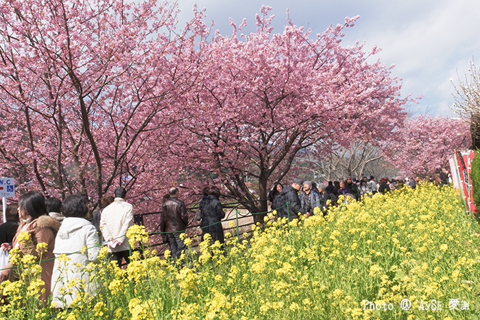 本州一早咲きの桜！河津桜