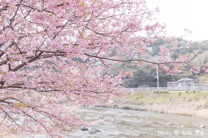 本州一早咲きの桜！河津桜