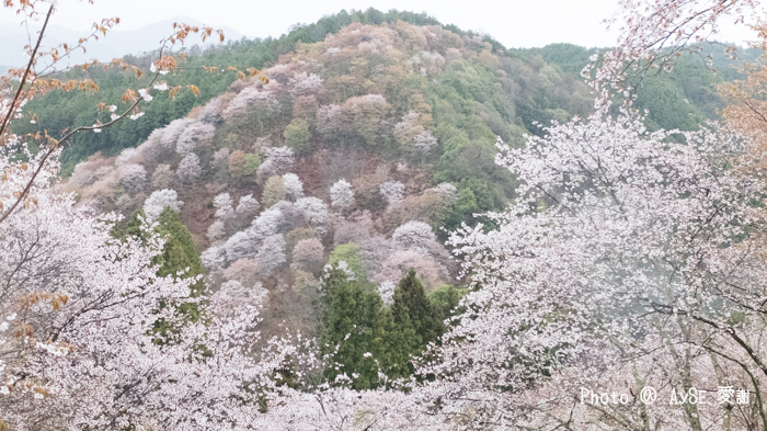 世界遺産 吉野山 千本桜