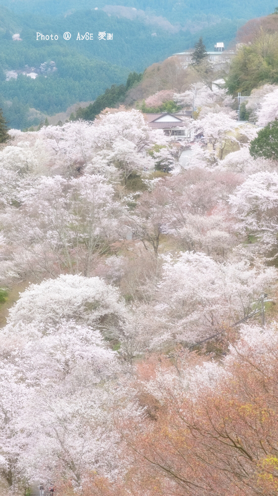 世界遺産 吉野山 千本桜